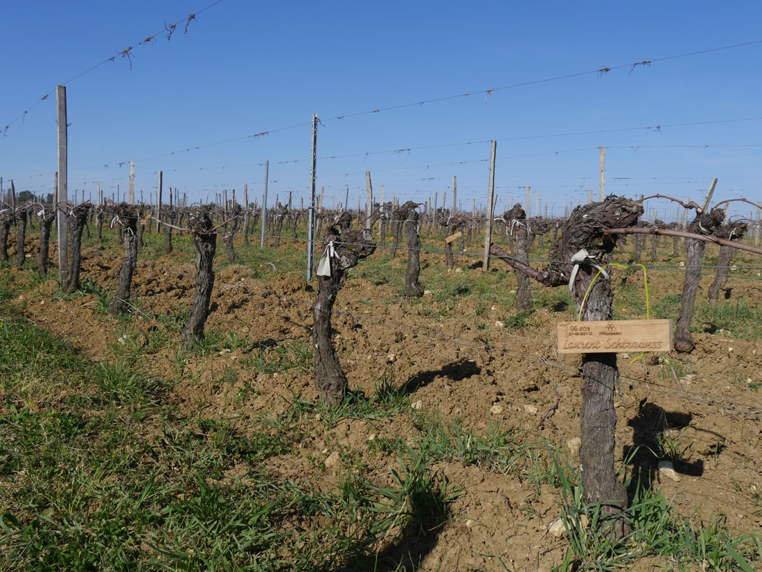 Виноградник на урожай